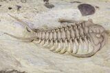 Rare Gabriceraurus Trilobite Fossil - Wisconsin #142748-3